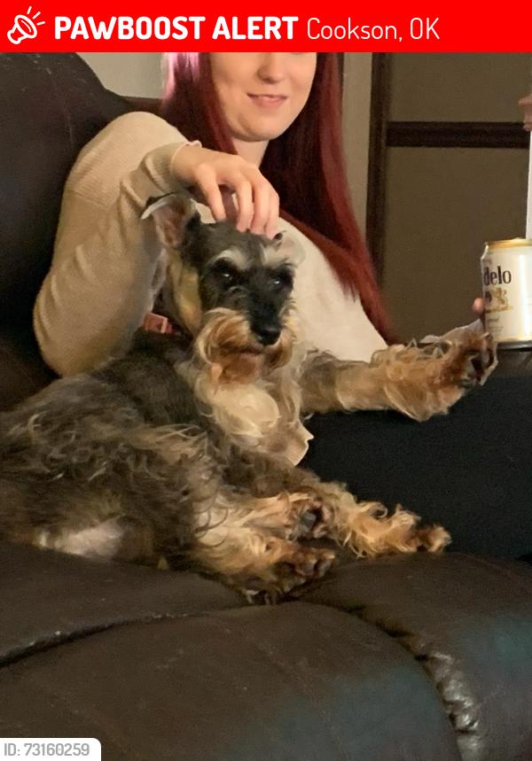Lost Female Dog last seen Chicken Creek Community, Cookson, OK 74427