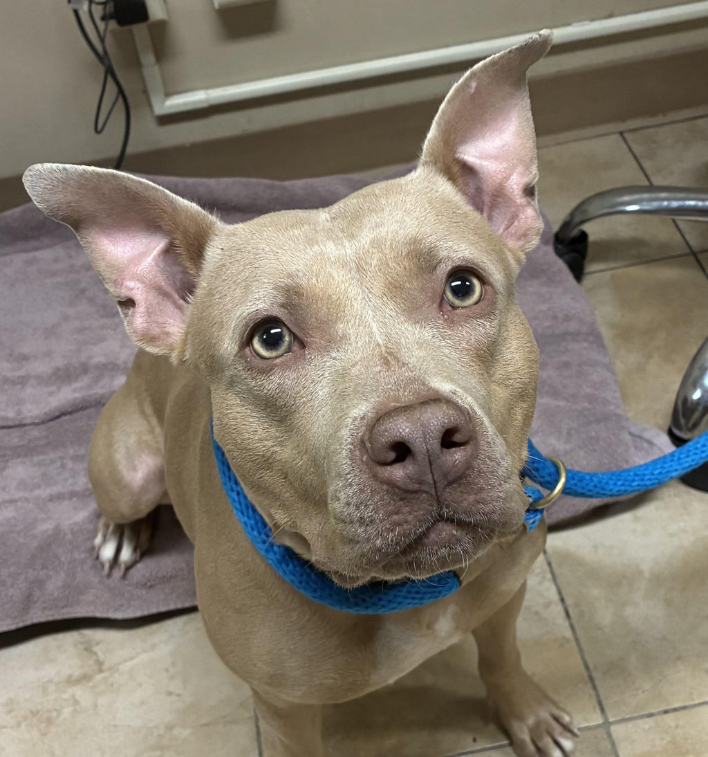 Shelter Stray Female Dog last seen Portland Precinct, TROUTDALE, OR, 97060, 1700 W Historic Columbia River Hwy, Troutdale, OR 97060, USA