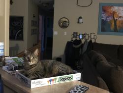 Reunited Female Cat last seen E Hermosa vista dr / menlo circle / Mallory, Mesa, AZ 85213