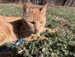 Lost Male Cat last seen Between se 36th and 44th st also, cross street are high and I-35, Oklahoma City, OK 73129