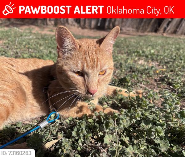 Lost Male Cat last seen Between se 36th and 44th st also, cross street are high and I-35, Oklahoma City, OK 73129