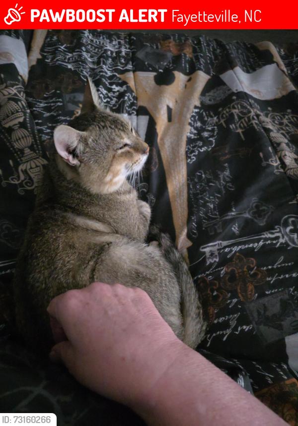Lost Male Cat last seen Right off of Bailey Lake Rd by the Food Lion, Fayetteville, NC 28304