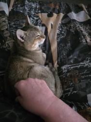 Lost Male Cat last seen Right off of Bailey Lake Rd by the Food Lion, Fayetteville, NC 28304