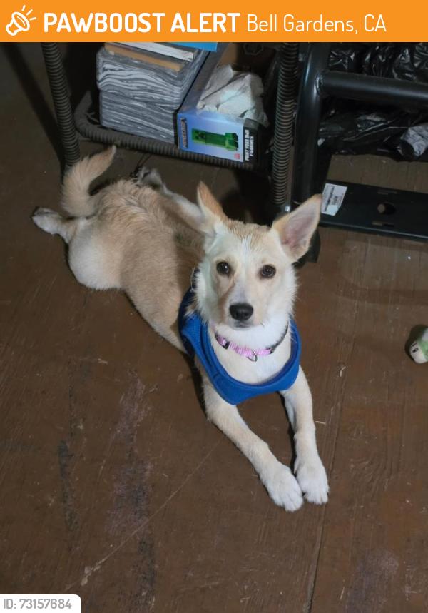 Found/Stray Female Dog last seen Gage and eastern ave, Bell Gardens, CA 90201