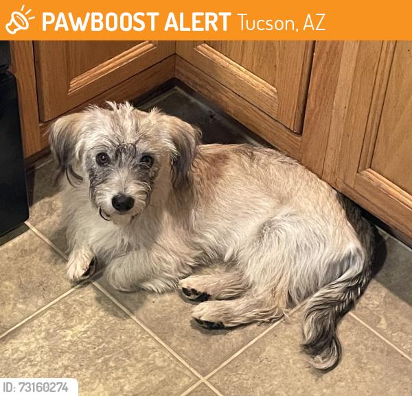 Found/Stray Male Dog last seen 1st and Glenn, Tucson, AZ 85705