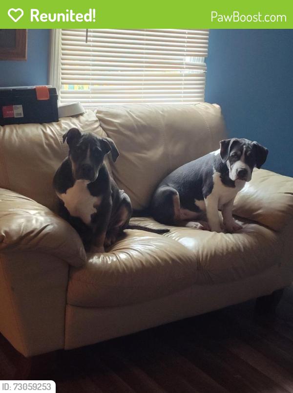 Reunited Female Dog last seen Near Block Cane Run Rd, Louisville, KY 40216