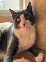 Lost Male Cat last seen 77th and Naylor ave, Los Angeles, CA 90045