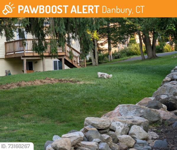 Found/Stray Unknown Cat last seen Avalon Lake Road, Danbury, CT 06810