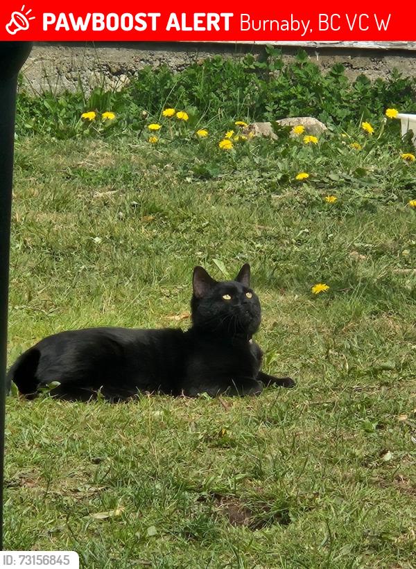 Lost Male Cat last seen Delta Ave, Georgia Street, Burnaby, BC V5C 2W1