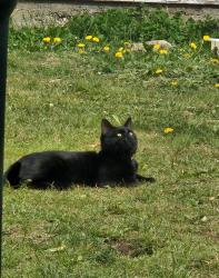 Lost Male Cat last seen Delta Ave, Georgia Street, Burnaby, BC V5C 2W1