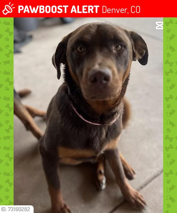 Lost Female Dog last seen By Walmart neighborhood, Denver, CO 80239