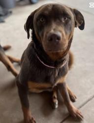 Lost Female Dog last seen By Walmart neighborhood, Denver, CO 80239