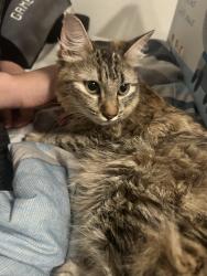 Lost Female Cat last seen Columbus and riverside drive, Tampa, FL 33602
