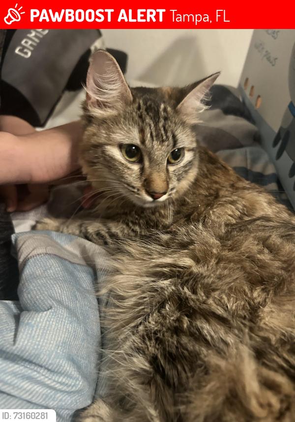 Lost Female Cat last seen Columbus and riverside drive, Tampa, FL 33602