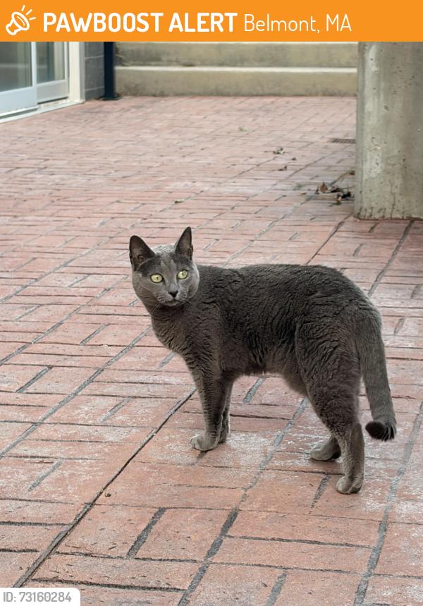 Found/Stray Unknown Cat last seen The Bradford apmts. Crossed the street to the gas station, Belmont, MA 02478
