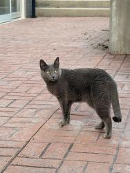 Found/Stray Unknown Cat last seen The Bradford apmts. Crossed the street to the gas station, Belmont, MA 02478