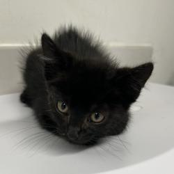 Shelter Stray Male Cat last seen , 2700 Walnut Pl, St. Louis, MO 63103, USA
