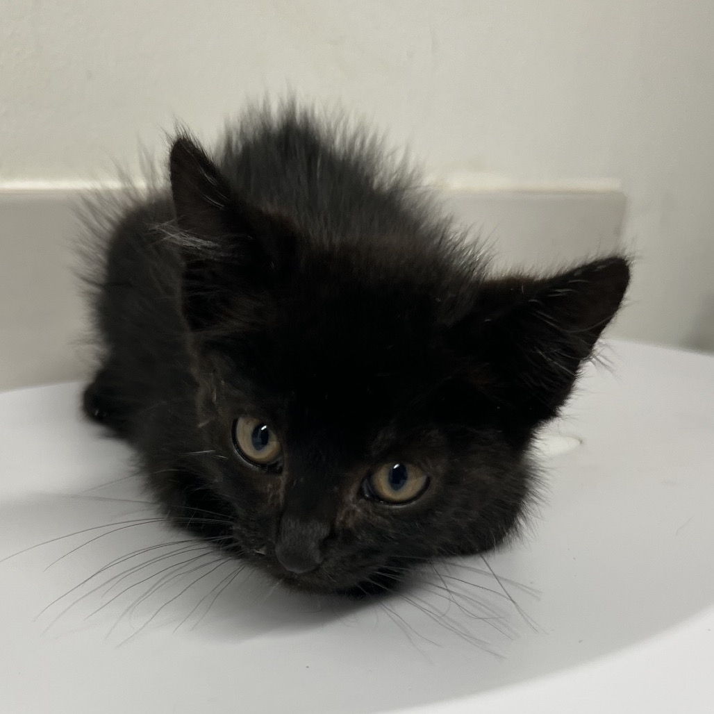Shelter Stray Male Cat last seen , 2700 Walnut Pl, St. Louis, MO 63103, USA