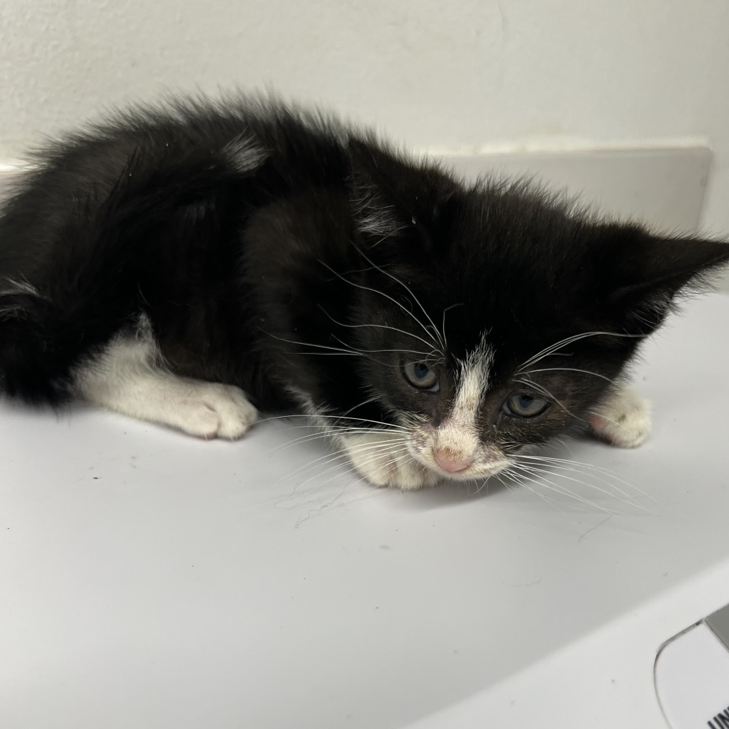 Shelter Stray Male Cat last seen , 2700 Walnut Pl, St. Louis, MO 63103, USA