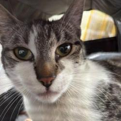 Shelter Stray Unknown Cat last seen , 12910 Yukon Ave, Hawthorne, CA 90250, USA