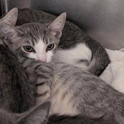 Shelter Stray Unknown Cat last seen , 361 S Raymond Ave, Pasadena, CA 91105, USA