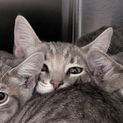 Shelter Stray Unknown Cat last seen , 361 S Raymond Ave, Pasadena, CA 91105, USA