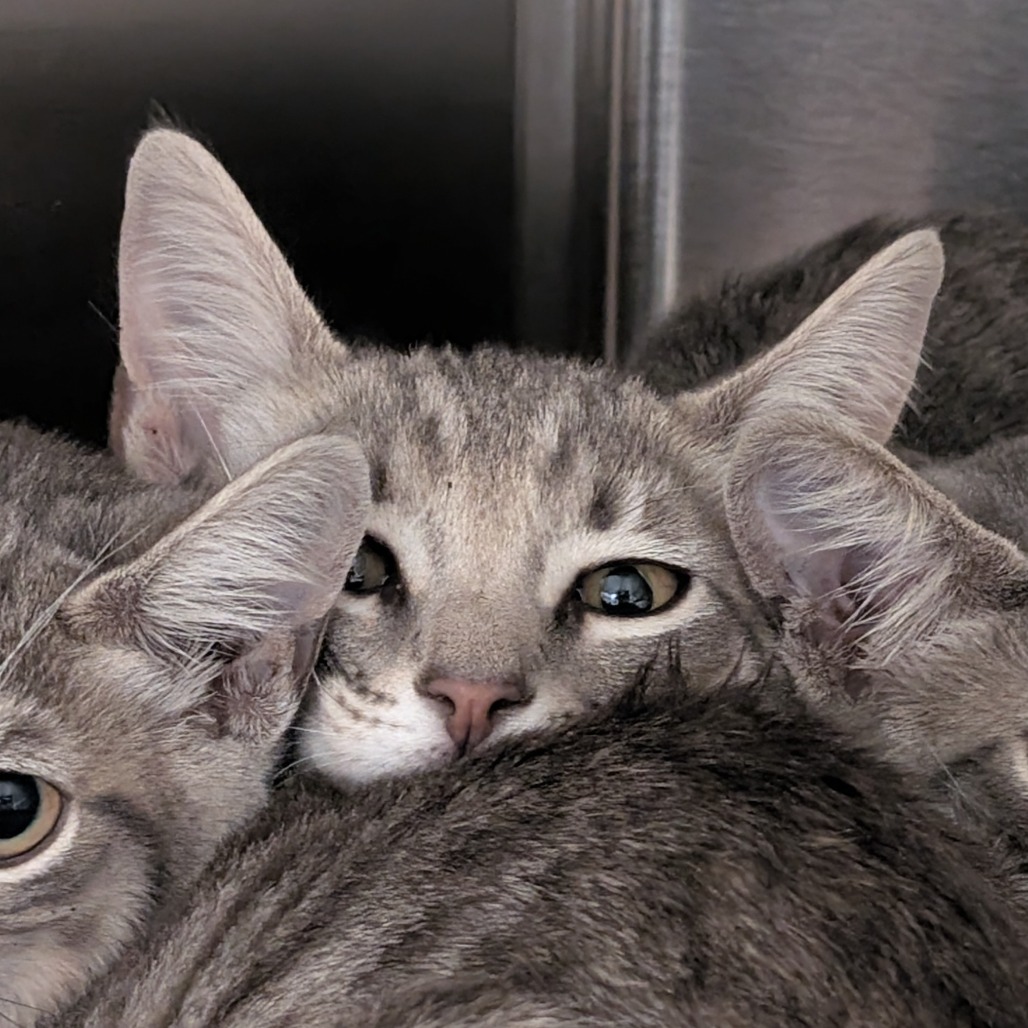 Shelter Stray Unknown Cat last seen , 361 S Raymond Ave, Pasadena, CA 91105, USA