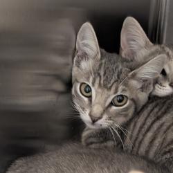 Shelter Stray Unknown Cat last seen , 361 S Raymond Ave, Pasadena, CA 91105, USA