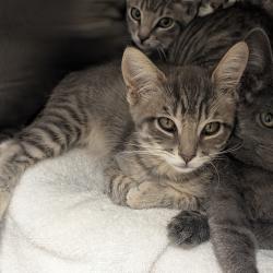 Shelter Stray Unknown Cat last seen , 361 S Raymond Ave, Pasadena, CA 91105, USA