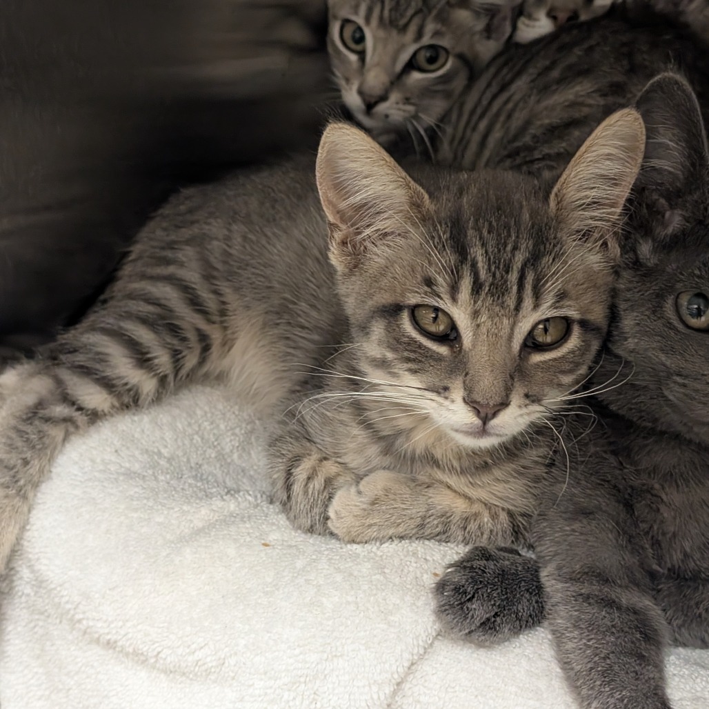 Shelter Stray Unknown Cat last seen , 361 S Raymond Ave, Pasadena, CA 91105, USA