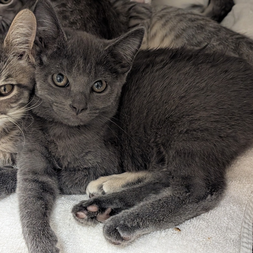 Shelter Stray Unknown Cat last seen , 361 S Raymond Ave, Pasadena, CA 91105, USA