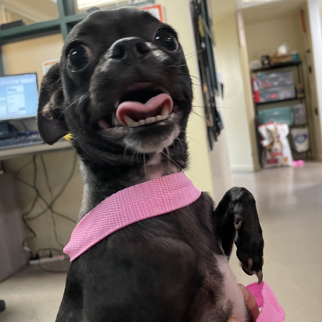 Shelter Stray Female Dog last seen , 361 S Raymond Ave, Pasadena, CA 91105, USA