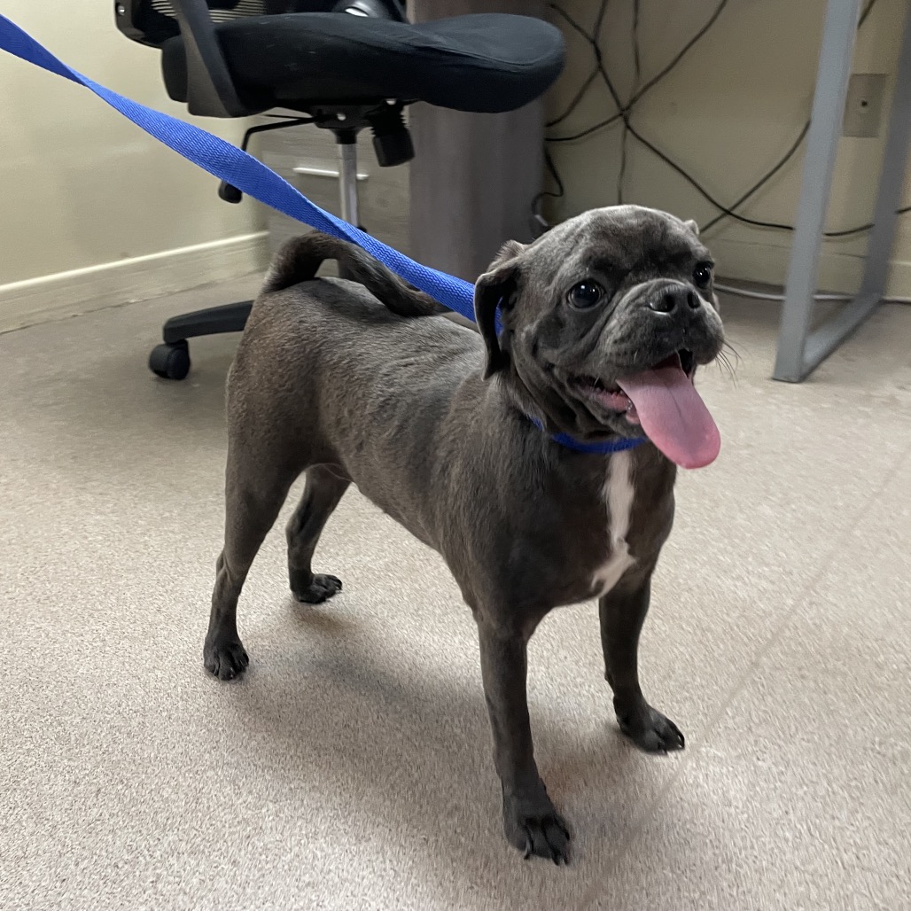 Shelter Stray Male Dog last seen , 361 S Raymond Ave, Pasadena, CA 91105, USA
