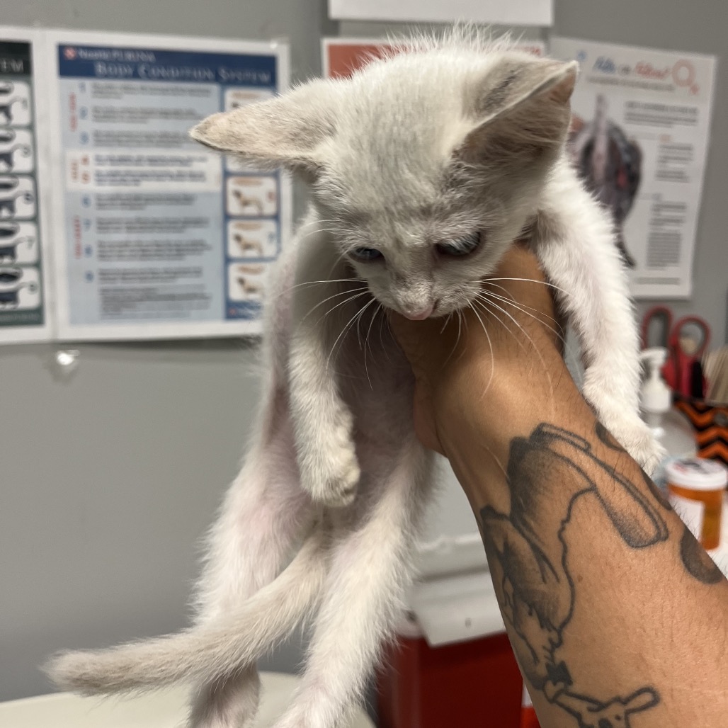 Shelter Stray Female Cat last seen , 4500 N Access Rd, Chattanooga, TN 37415, USA