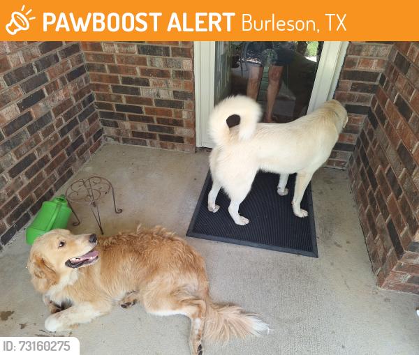 Found/Stray Male Dog last seen Cains Meadow ct, Burleson, TX 76028