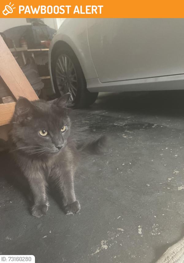 Found/Stray Unknown Cat last seen Warbler rd. Saint Augustine, FL 32086., Saint Augustine South, FL 32086