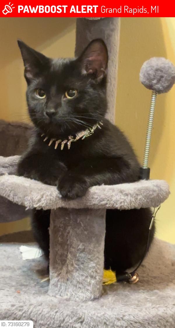 Lost Male Cat last seen Humbolt SE, Grand Rapids, MI 49507