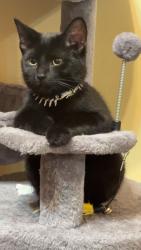 Lost Male Cat last seen Humbolt SE, Grand Rapids, MI 49507