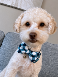 Lost Male Dog last seen Oxford valley dr, Little Rock, AR 72103