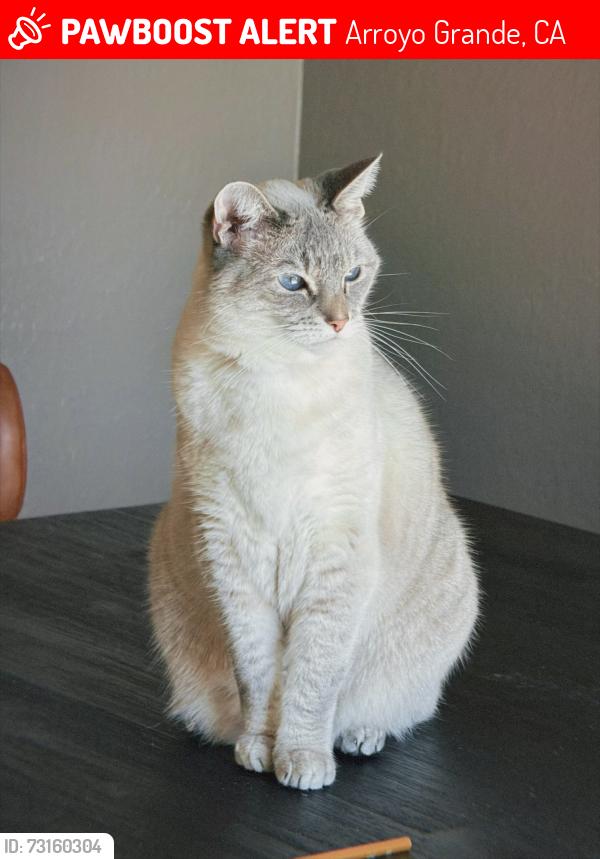 Lost Female Cat last seen Oak park and James Way, Arroyo Grande, CA 93420