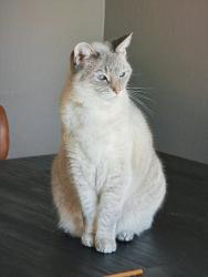 Lost Female Cat last seen Oak park and James Way, Arroyo Grande, CA 93420