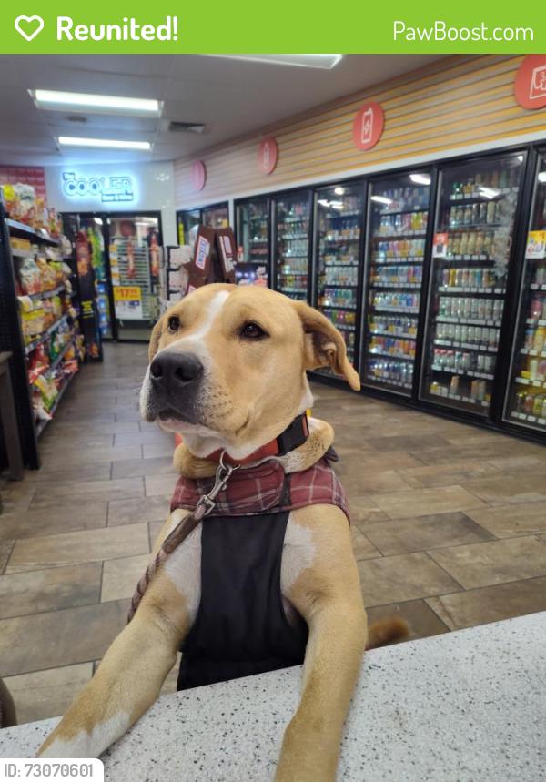 Reunited Male Dog last seen Prince and Romero, Circle k, Tucson, AZ 85705