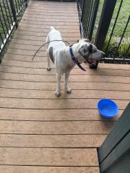 Found/Stray Male Dog last seen Holiday Harbor, Pine Harbor, TX 75657