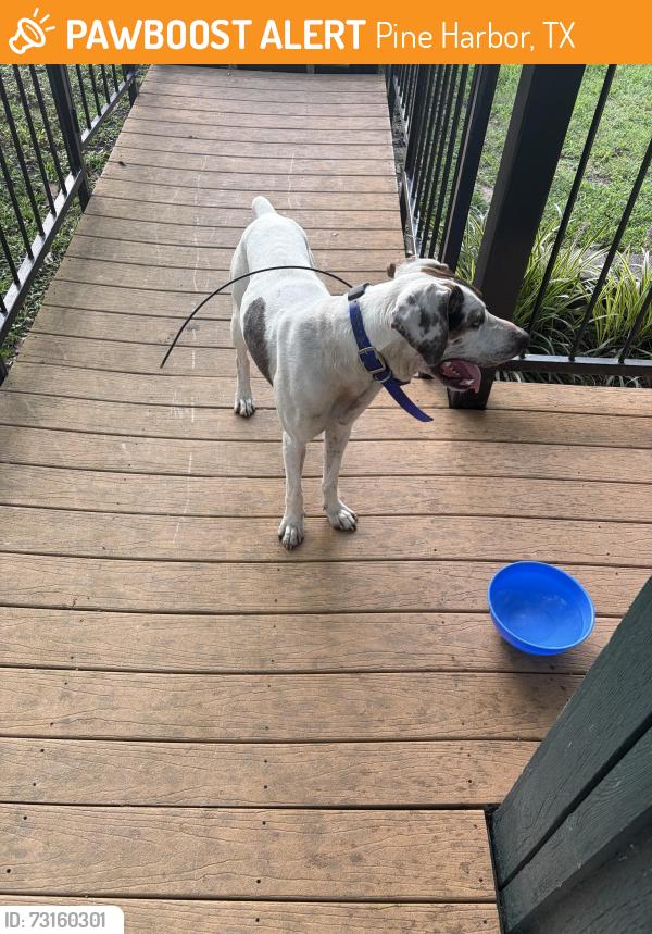 Found/Stray Male Dog last seen Holiday Harbor, Pine Harbor, TX 75657