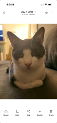 Lost Male Cat last seen Fleetwood drive/Folkstone, San Mateo, CA 94402