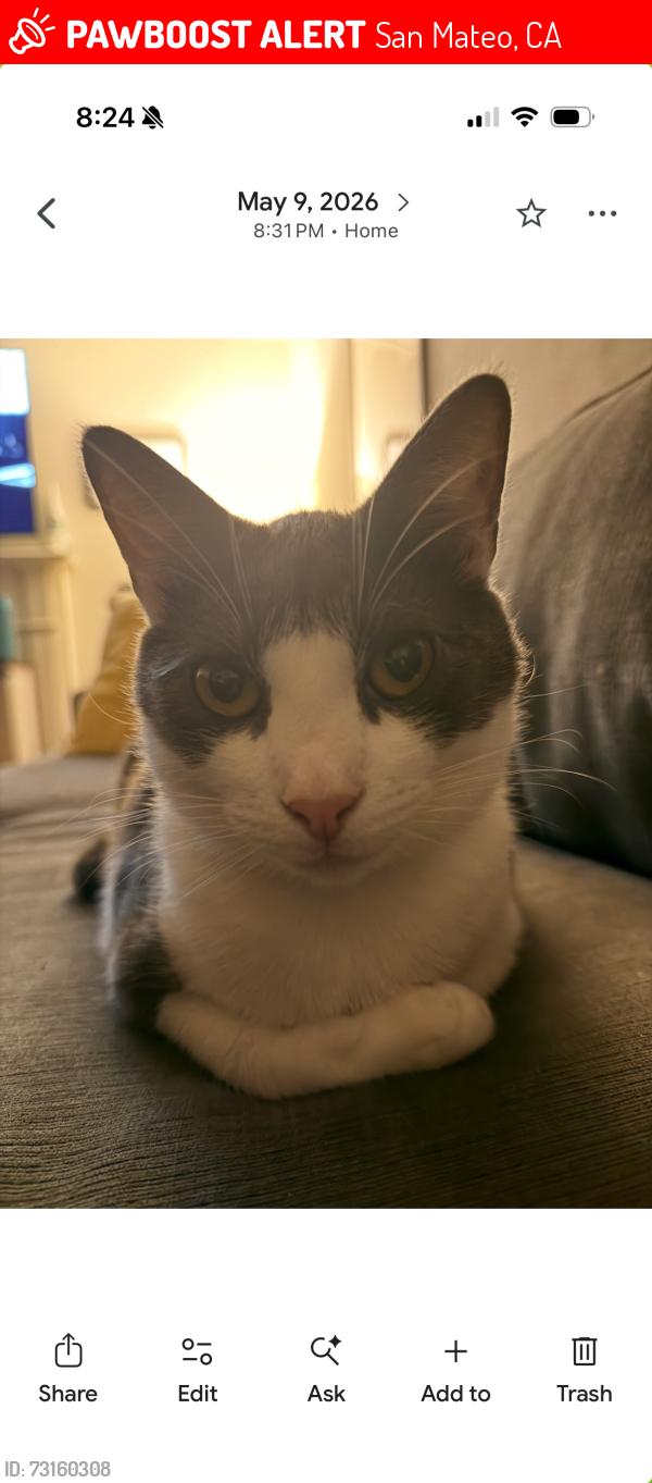 Lost Male Cat last seen Fleetwood drive/Folkstone, San Mateo, CA 94402