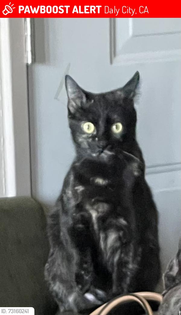 Lost Female Cat last seen Hillside, Daly, Daly City, CA 94014