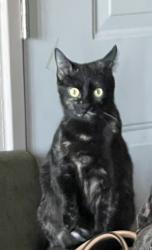 Lost Female Cat last seen Hillside, Daly, Daly City, CA 94014