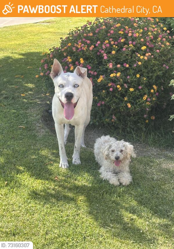 Found/Stray Male Dog last seen Dina shore bridge, Cathedral City, CA 92234