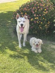 Found/Stray Male Dog last seen Dina shore bridge, Cathedral City, CA 92234